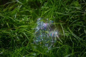 soap bubble on the green grass 
