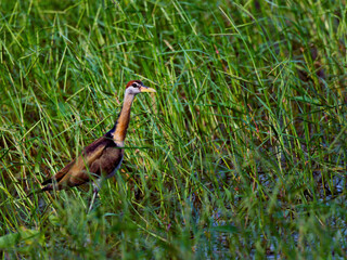 A juvenile Bronze-winged Jacana is captured wading through dense water vegetation at Bung Bua, Sam Roi Yot Thaiand. It displays its characteristic long neck and pale brown and white plumage.