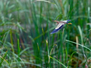 Yellow Bittern in flight showcases the bird's distinctive flight pattern and the striking slate-blue underwings contrasting with its buff and brown body plumage at Bung Bua, Sam Roi Yot, Thailand