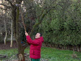 A person in a red jacket using a stick to reach high branches of a tree in a garden, surrounded by greenery