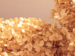 Background with hydrangea flower detail