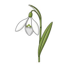 A delicate snowdrop flower blooming at the end of winter.