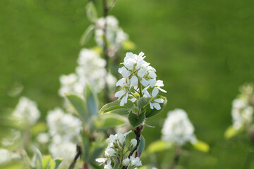 Amelanchier tree bloom in the garden. Spring background.