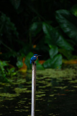 bird on a branch, Common kingfisher Sri Lanka