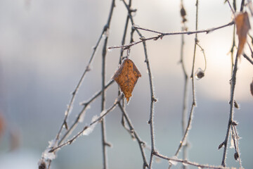 First frost, frost, and snow on plants