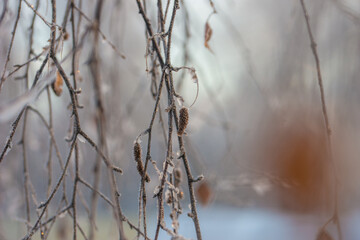 First frost, frost, and snow on plants
