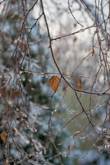 First frost, frost, and snow on plants
