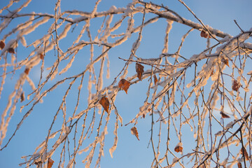 First frost, frost, and snow on plants