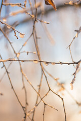 First frost, frost, and snow on plants