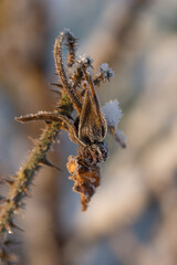 First frost, frost, and snow on plants