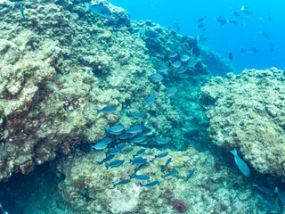 メジナ, Largescale Blackfish, Girella punctata, イスズミ科,
ホウライヒメジ, Whitesaddle goatfish, Parupeneus ciliatus, ヒメジ科,
他の群れ。
静岡県伊豆半島南伊豆町中木ヒリゾ浜-2025年
日本有数のシュノーケリングスポット。
夏の数カ月間だけ渡し船で行ける。
水質透明度魚影が素晴らしい。
