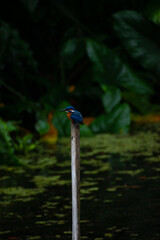 Bird sitting on a branch, Common kingfisher Sri Lanka