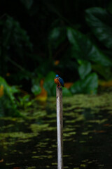 Common kingfisher on a stick looking at each other face to face