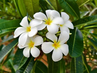 kamboja flower (Plumeria obtusa) in the afternoon	