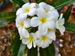 kamboja flower (Plumeria obtusa) in the afternoon	