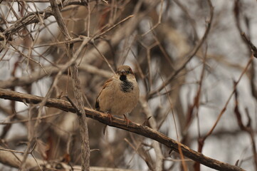 Sparrow perched on a branch among bare trees in a quiet winter landscape