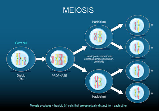 Meiosis produces haploid n cells that are genetically distinct from each other. Germ cell