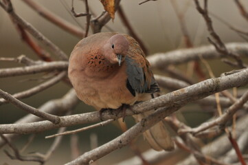Bird resting on a branch during a calm afternoon in nature's serene surroundings