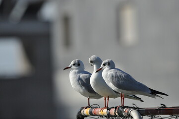Seagulls perched on a railing by the seaside during bright daylight in a coastal setting