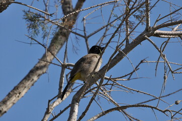 Bird observing tree branches against bright blue sky in natural setting