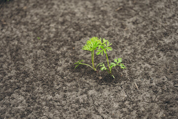 Green carrot sprout emerging from dry soil in garden bed - Concept of Poor Carrot Harvest with Few Sprouts in Garden Bed  