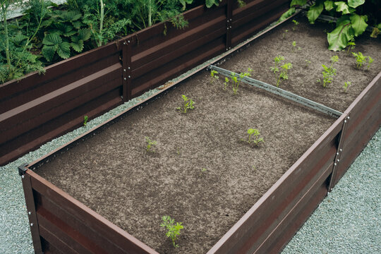 Poor carrot harvest with few sprouts in garden bed  