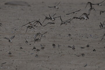 Flock of birds taking flight on a sandy beach at dusk in a peaceful coastal setting