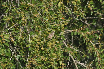 Fototapeta premium Small bird perched among green foliage with ripe fruit during a sunny day in a natural habitat