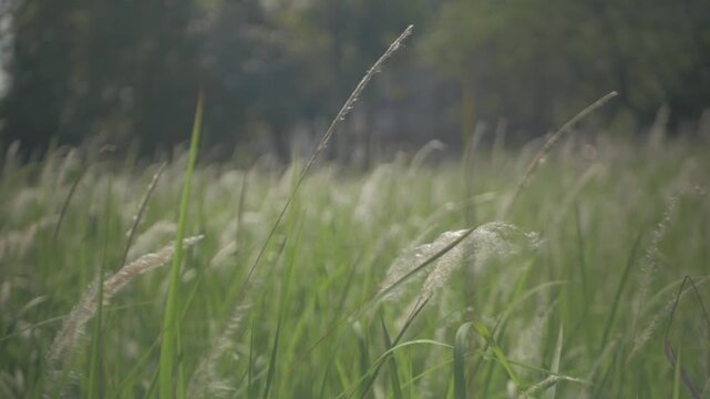 windblown weeds