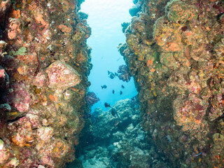 イサキ, Chicken Grunt, Parapristipoma trilineatum, イサキ科,
ニザダイ, Sawtail, Prionurus scalprum, ニザダイ科
ウミトサカ, Alcyonacea, ウミトサカ科,
アカトゲトサカ, トゲトサカ,  Dendronephthya, チヂミトサカ科,
他の群れ。
静岡県伊豆半島南伊豆町中木ヒリゾ浜-2025年
日本有数の海