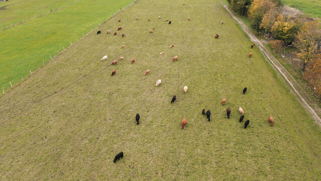 Rural cows in hilly green pasture. - Powered by Adobe