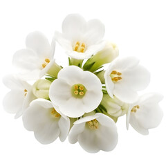 Obraz premium White flowers isolated on transparent background