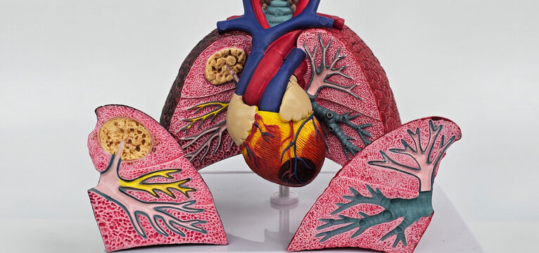 A colorful model illustrates the human respiratory system, emphasizing the lungs and heart concept - Powered by Adobe