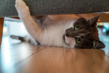 Fototapete bei efototapeten.de bestellen   