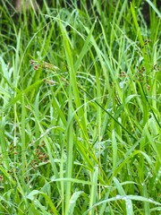 green grass background
