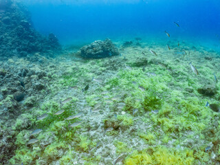 カンパチ, Greater Amberjack, Seriola dumerili, アジ科,
捕食するために狙っている。
他の群れ。
静岡県伊豆半島南伊豆町中木ヒリゾ浜-2025年
日本有数のシュノーケリングスポット。
夏の数カ月間だけ渡し船で行ける。
水質透明度魚影が素晴らしい。
