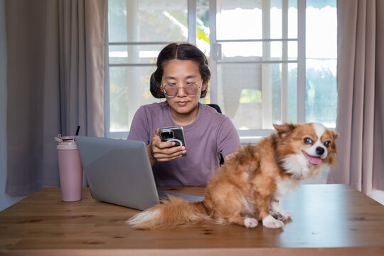 Asian woman using smartphone and laptop for multitasking work at home with Chihuahua dog sitting on desk