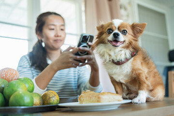 Asian woman using smartphone and petting Chihuahua dog at dining table representing modern digital connection