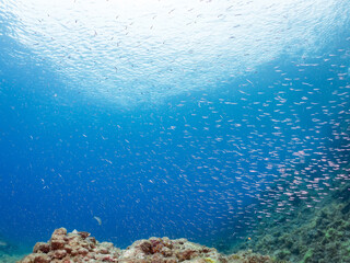 イワシ, Sardine,
Sardine Tornado,
他の群れ。
静岡県伊豆半島南伊豆町中木ヒリゾ浜-2025年
日本有数のシュノーケリングスポット。
夏の数カ月間だけ渡し船で行ける。
水質透明度魚影が素晴らしい。

