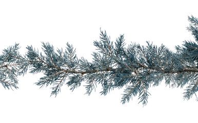 Obraz premium PNG Evergreen branch with frosty needles.