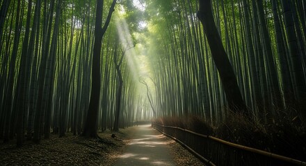 Fototapeta premium Sunlight Through Bamboo Forest Path