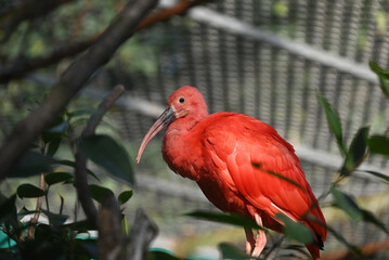 a red Eudocimus ruber standing in the park in sunny day