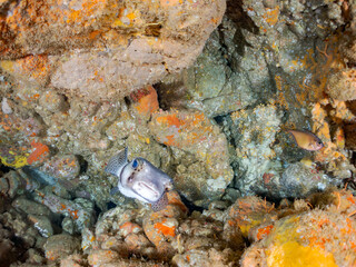 イシガキフグ, Pacific Burrfish, Chilomycterus reticulatus,...