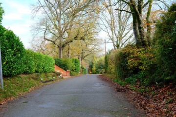 country road in autumn