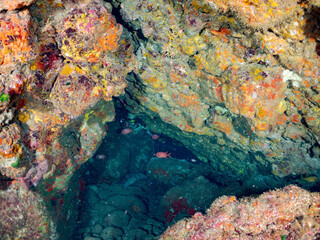 ミナミハタンポ, Black-Stripe Sweeper, Pempheris schwenkii,...