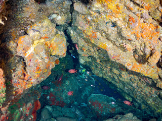 ミナミハタンポ, Black-Stripe Sweeper, Pempheris schwenkii,...