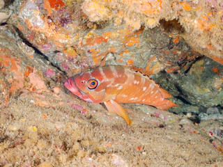アカハタ, Blacktip Grouper, Epinephelus fasciatus, ハタ科,
他の群れ。
静岡県伊豆半島南伊豆町中木ヒリゾ浜-2025年
渡し船だけで行ける日本有数のシュノーケリングスポット。
