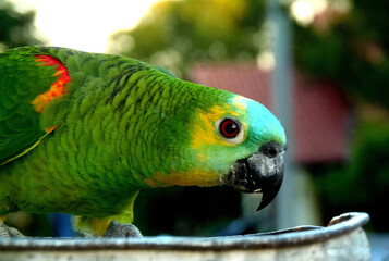Portrait of a beautiful parrot sitting on a metal bowl.