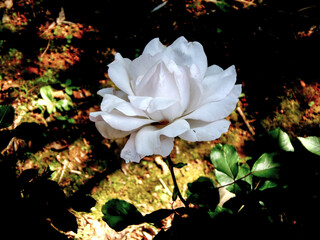 Beautiful white rose in the garden, closeup of photo.
