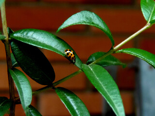 Ladybug on a green leaf on a background of a brick wall